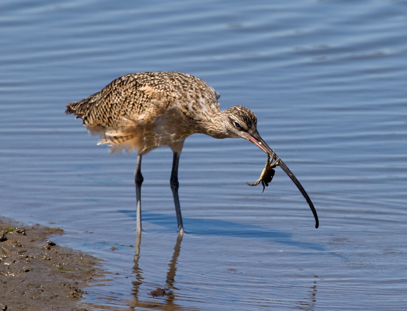 curlew_long_billed_wit0270
