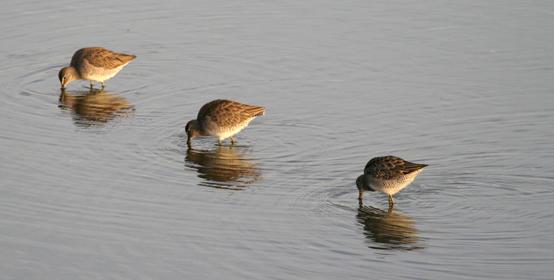 dowitchers_3_051229