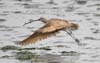 curlew_long_billed_070414