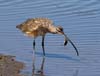 curlew_long_billed_wit0270