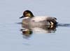 duck_falcated_12262011a