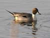 duck_pintail_northern_0042