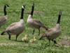 geese_canada_060421a