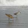 godwit_with_willet_070812