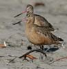 godwits_marbled_070121