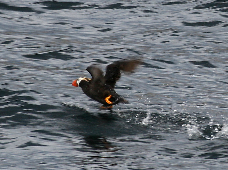 060910_puffin_tufted