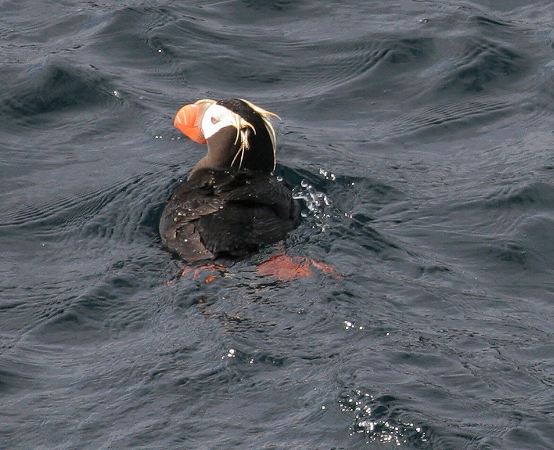 060911_puffin_tufted_b