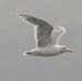 060908_gull_glaucus_winged