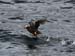 060910_puffin_tufted