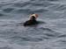 060911_puffin_tufted_a