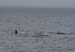 060913_whales