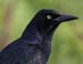 grackle_great_tailed_00006
