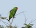 parrot_white_fronted_00020